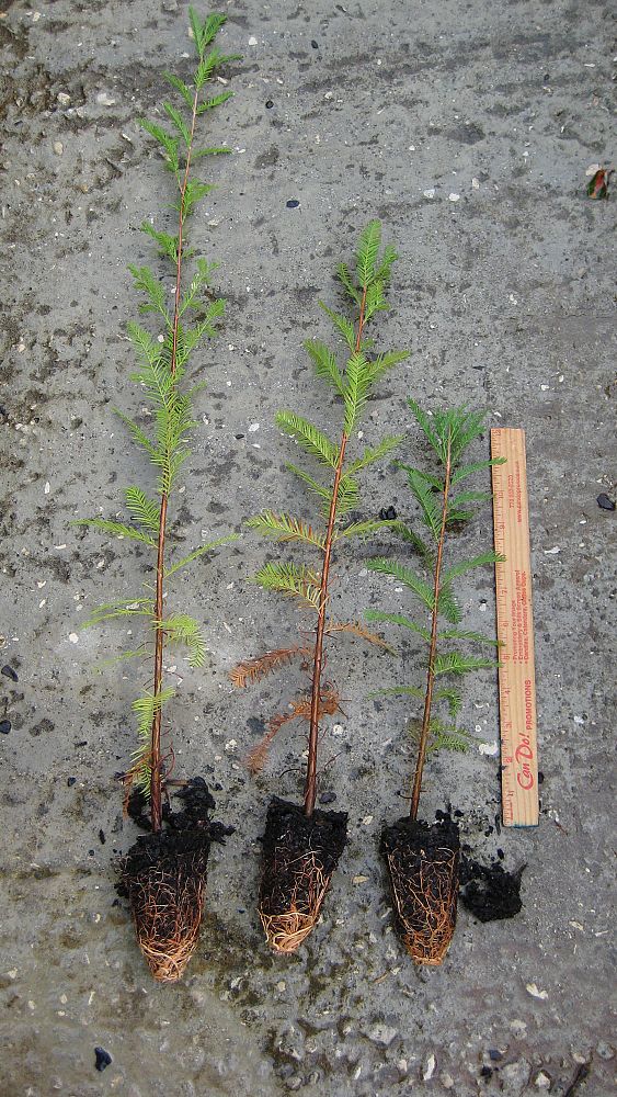 taxodium-distichum-bald-cypress