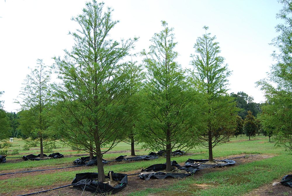 taxodium-distichum-bald-cypress