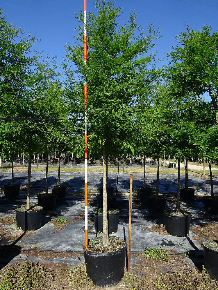 taxodium-distichum-bald-cypress