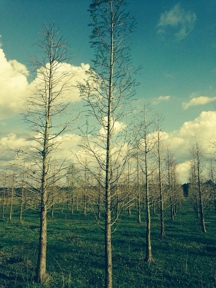 taxodium-distichum-bald-cypress
