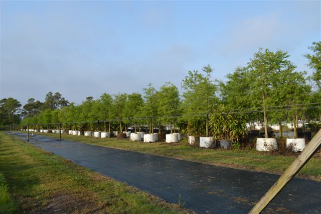 taxodium-distichum-bald-cypress