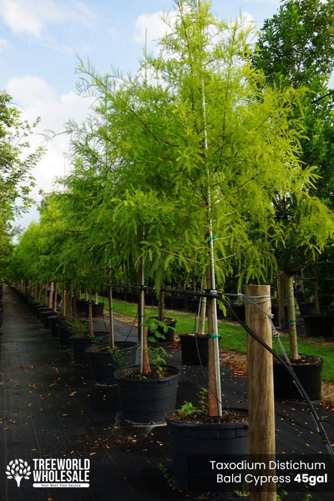 taxodium-distichum-bald-cypress