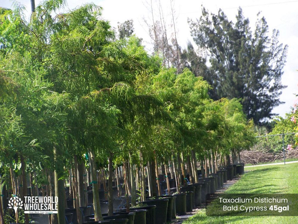 taxodium-distichum-bald-cypress