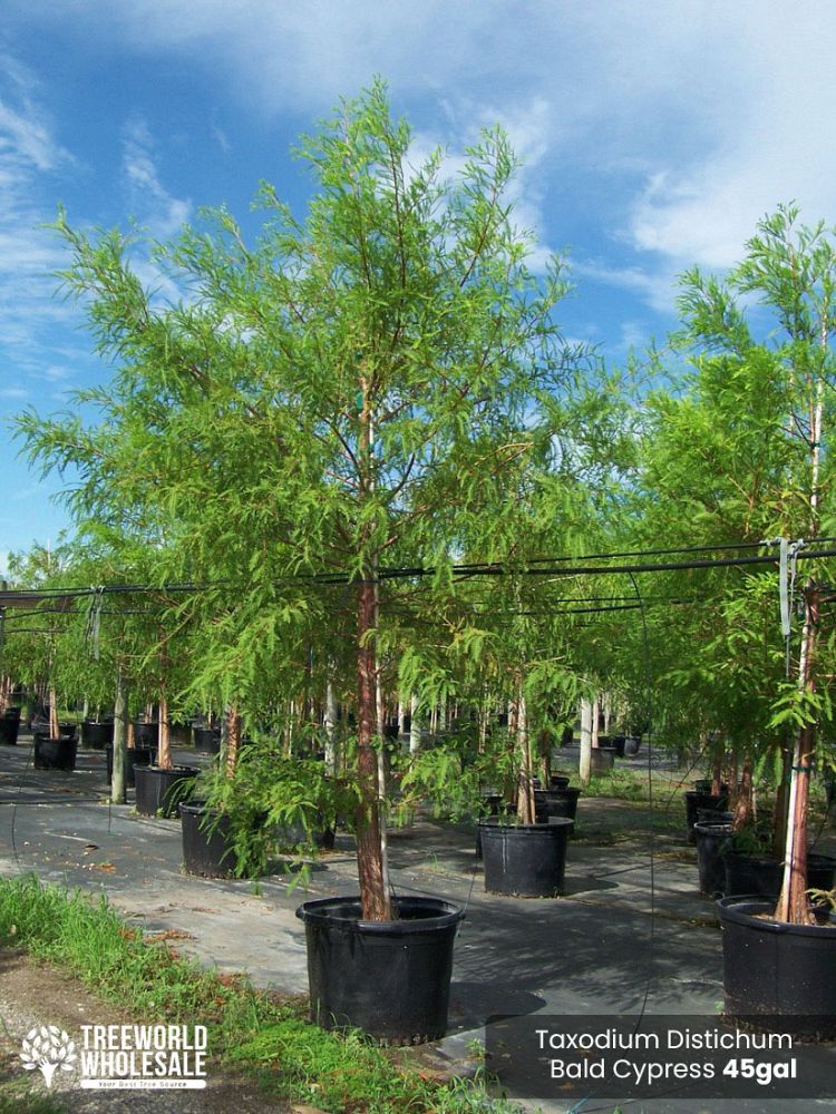 taxodium-distichum-bald-cypress