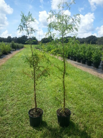 taxodium-distichum-bald-cypress