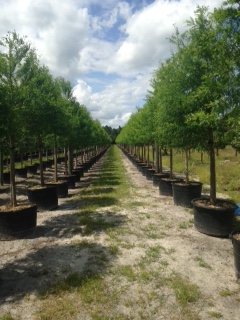 taxodium-distichum-bald-cypress