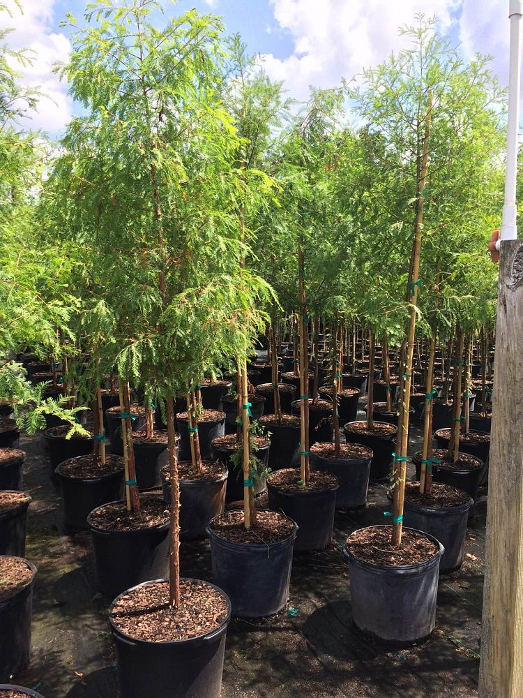 taxodium-distichum-bald-cypress