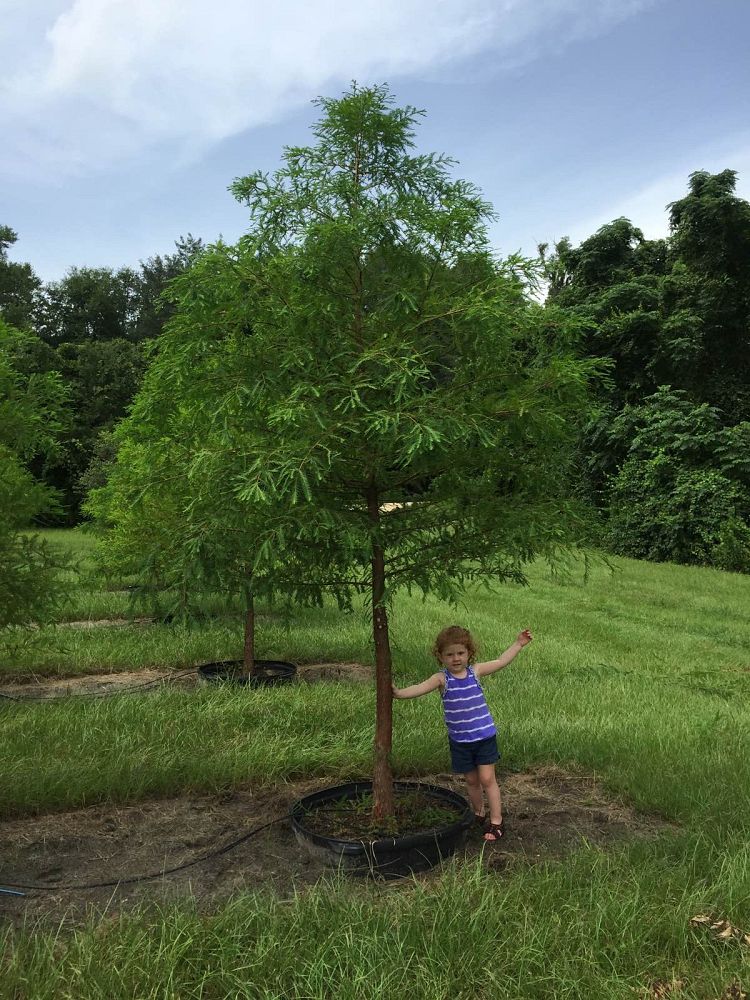taxodium-distichum-bald-cypress