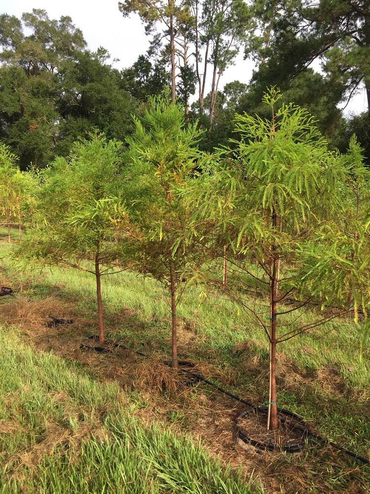 taxodium-distichum-bald-cypress