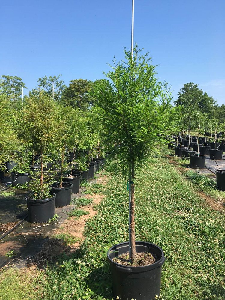 taxodium-distichum-bald-cypress