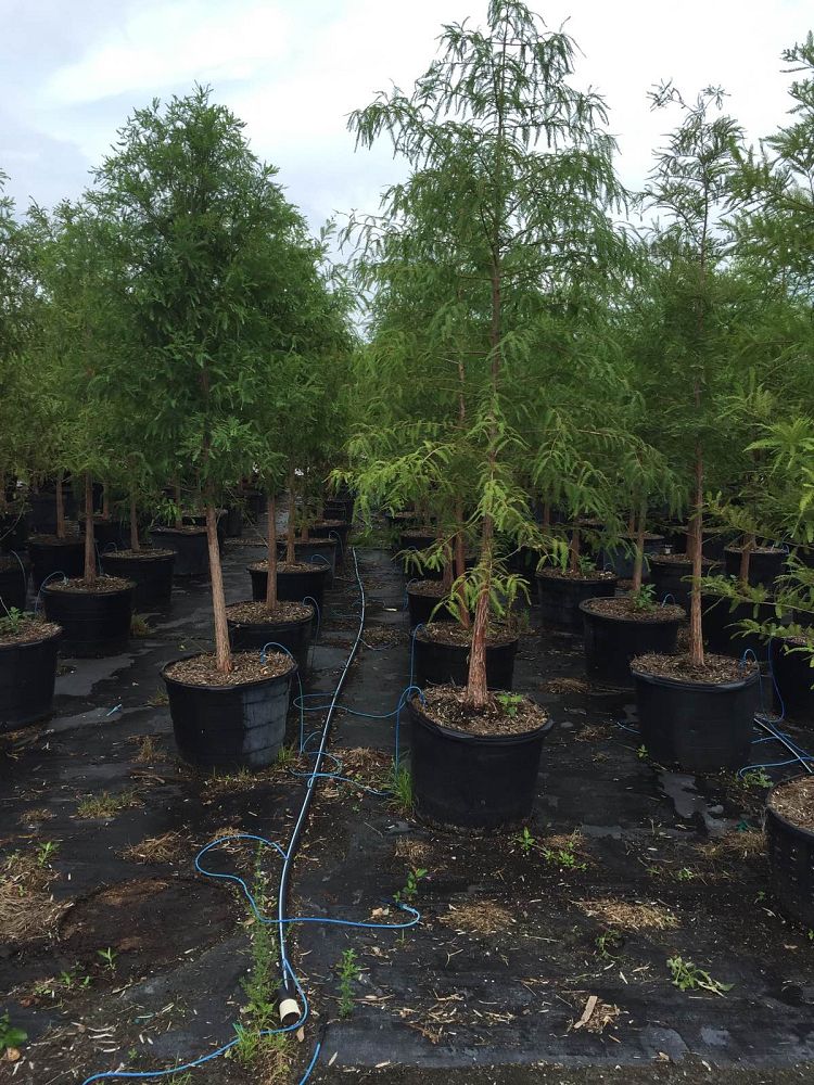 taxodium-distichum-bald-cypress