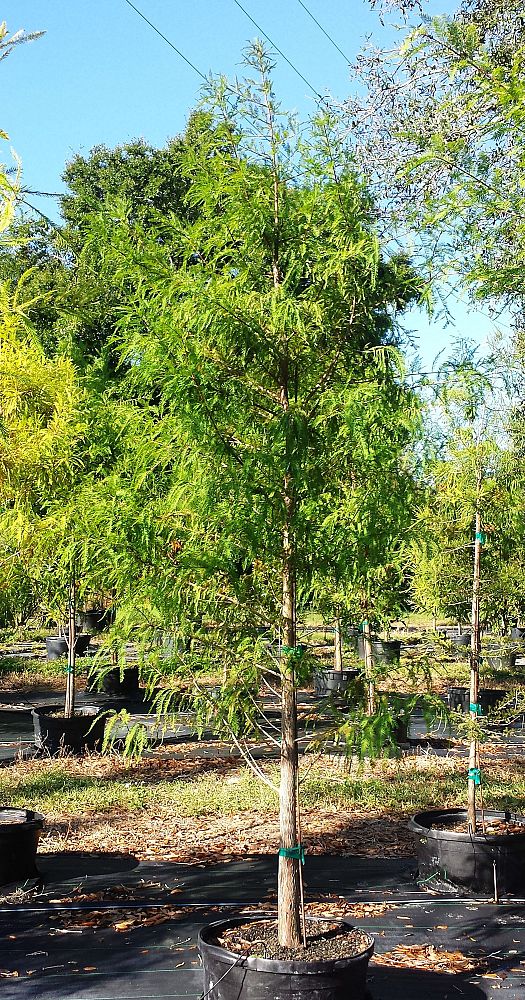 taxodium-distichum-bald-cypress
