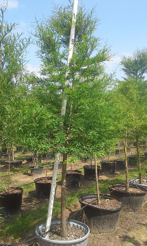 taxodium-distichum-bald-cypress