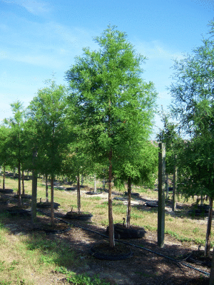 taxodium-distichum-bald-cypress