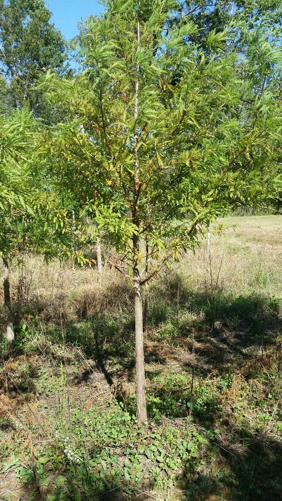 taxodium-distichum-bald-cypress