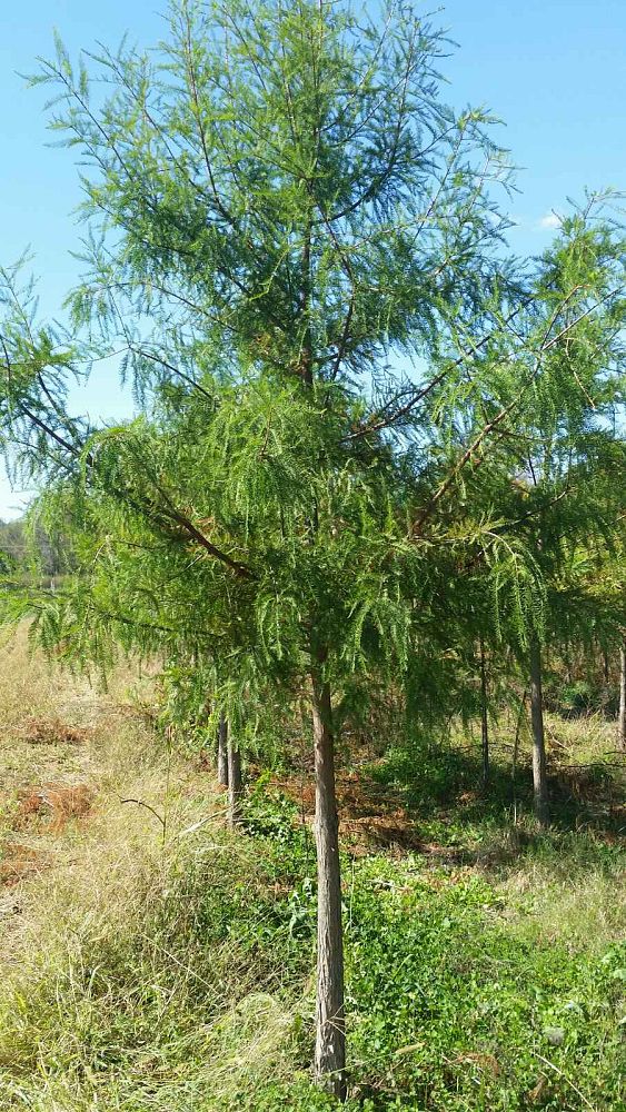 taxodium-distichum-bald-cypress
