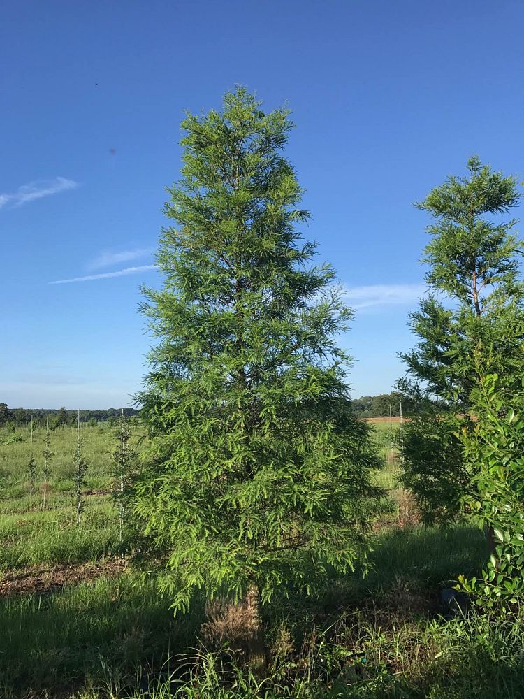 taxodium-distichum-bald-cypress