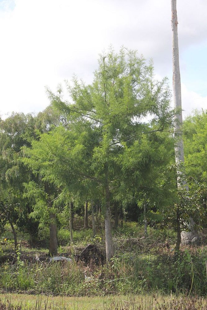 taxodium-distichum-bald-cypress