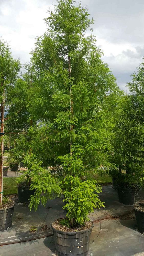 taxodium-distichum-bald-cypress