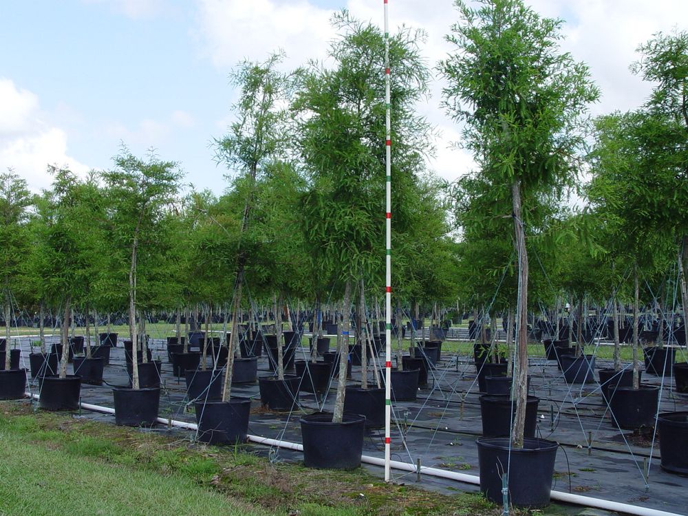 taxodium-distichum-bald-cypress