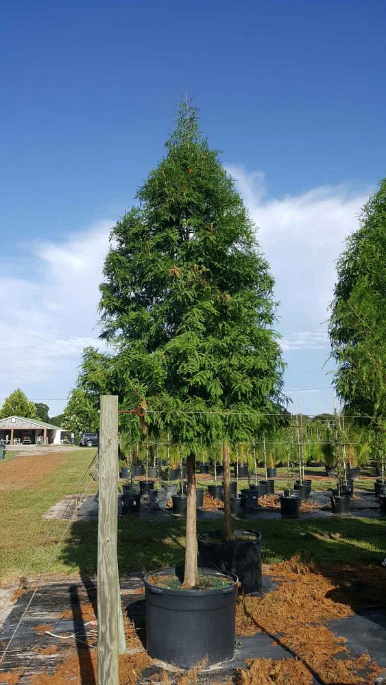 taxodium-distichum-bald-cypress