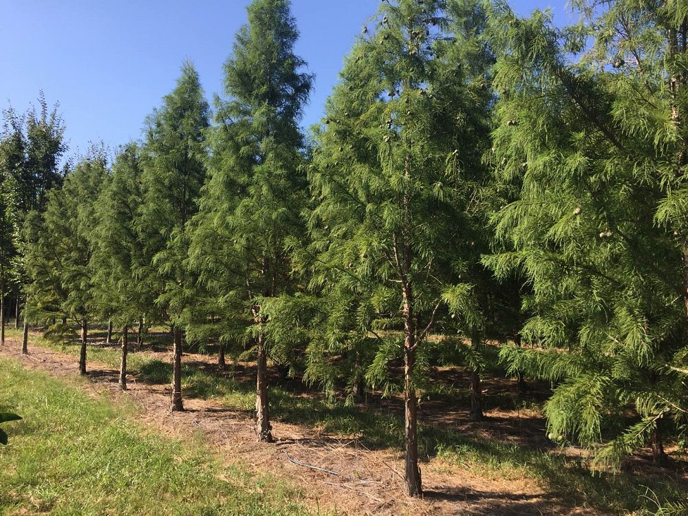 taxodium-distichum-bald-cypress