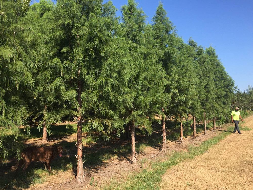 taxodium-distichum-bald-cypress