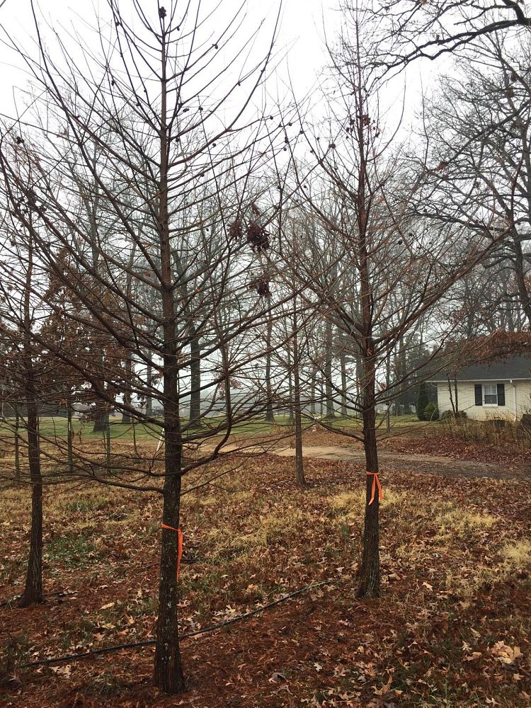 taxodium-distichum-bald-cypress