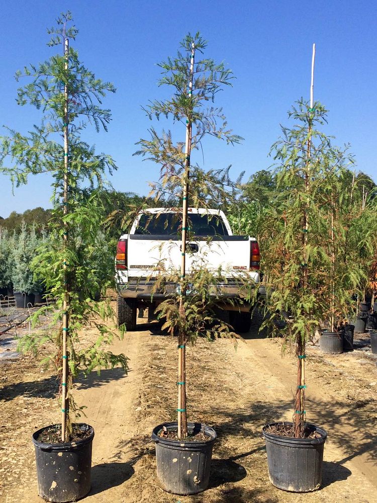 taxodium-distichum-bald-cypress
