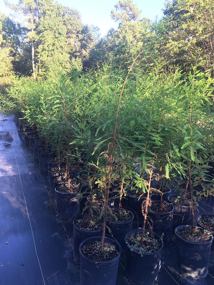 taxodium-distichum-bald-cypress