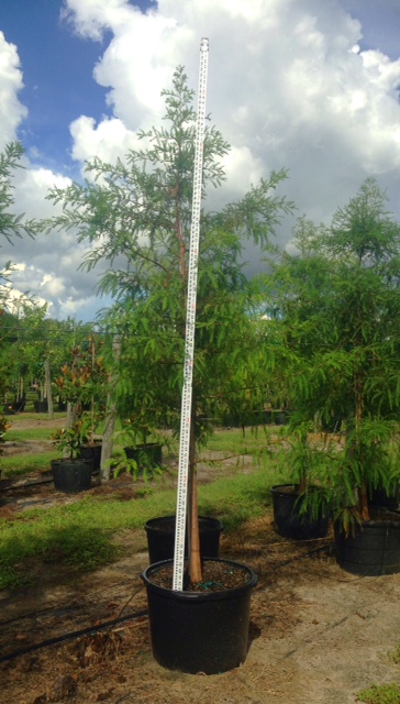 taxodium-distichum-bald-cypress