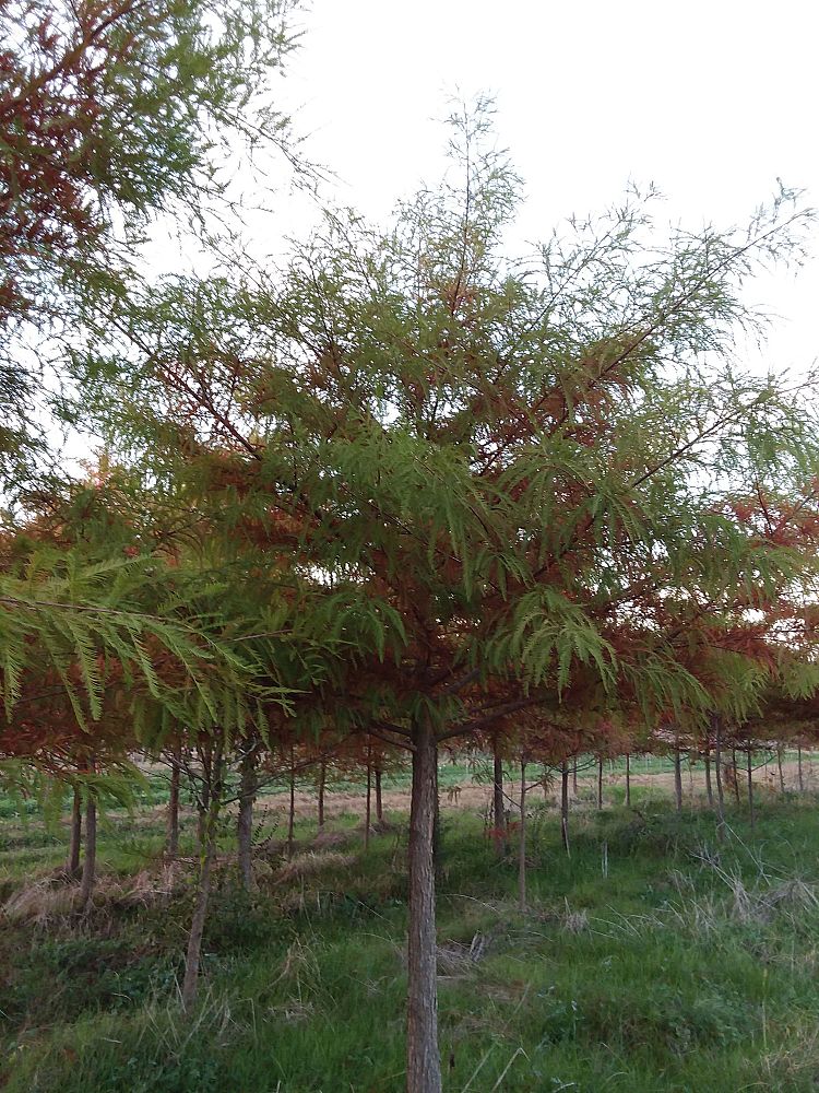 taxodium-distichum-bald-cypress