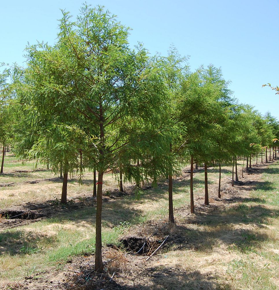 taxodium-distichum-bald-cypress