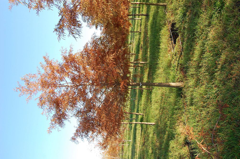 taxodium-distichum-bald-cypress