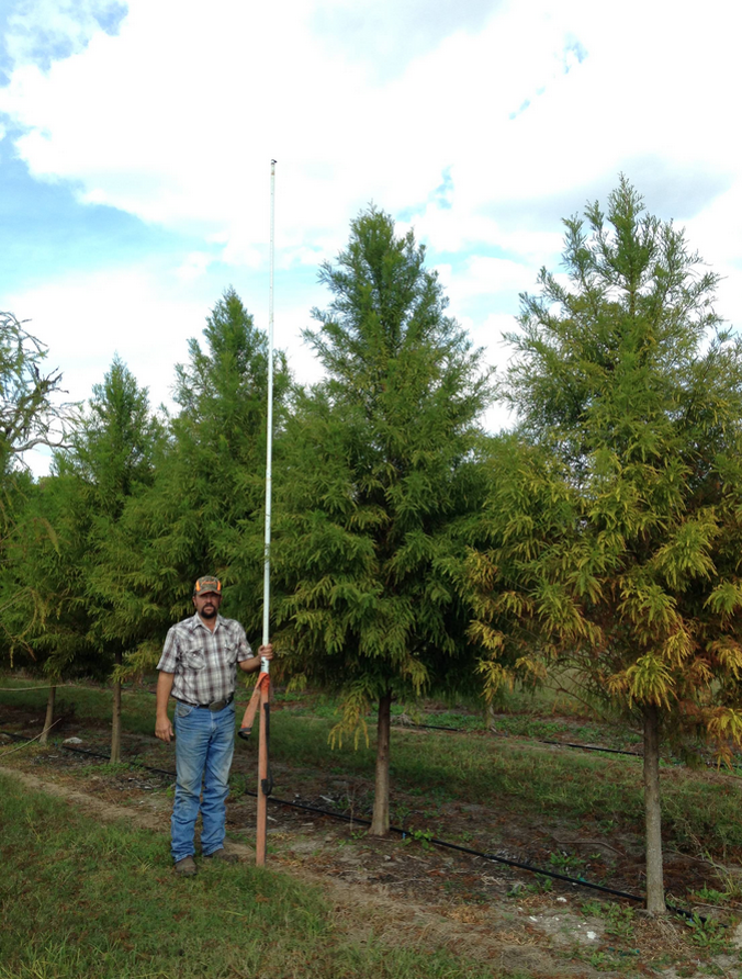 taxodium-distichum-bald-cypress