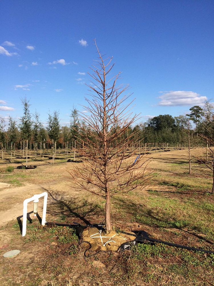 taxodium-distichum-bald-cypress