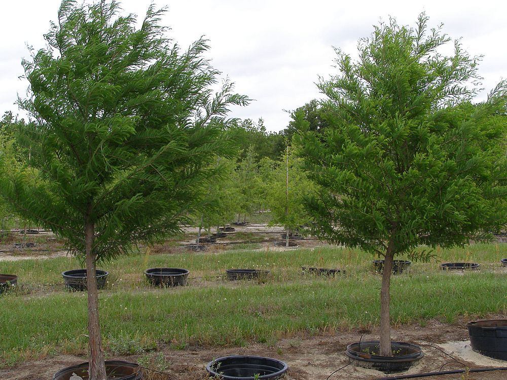 taxodium-distichum-bald-cypress