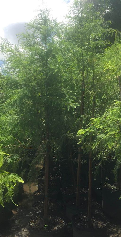 taxodium-distichum-bald-cypress
