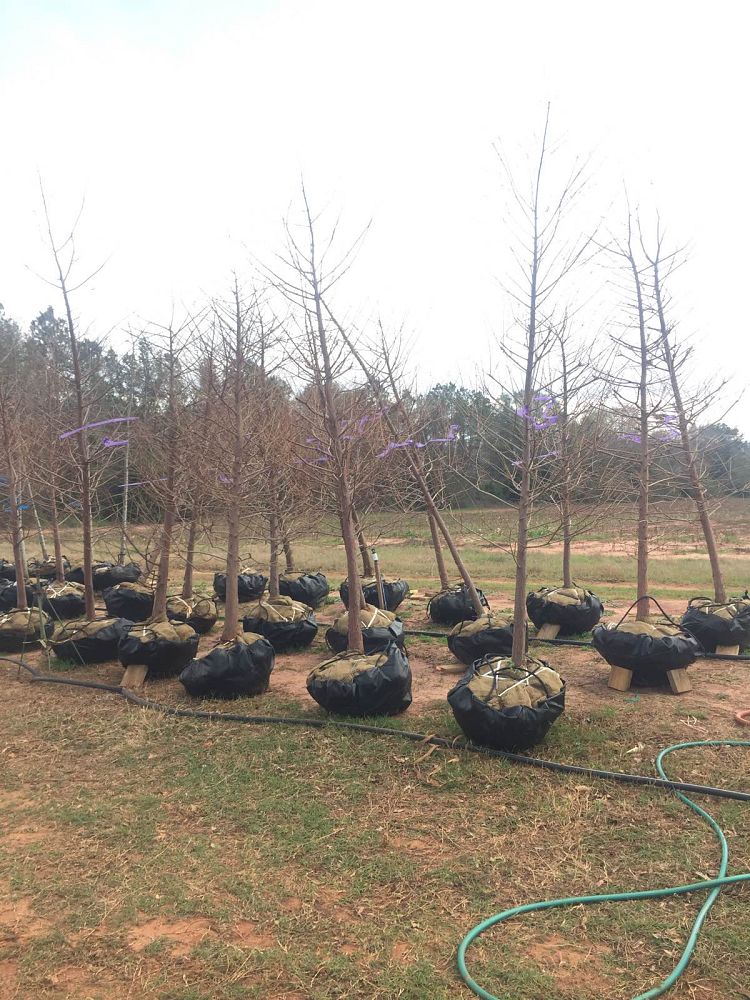 taxodium-distichum-bald-cypress