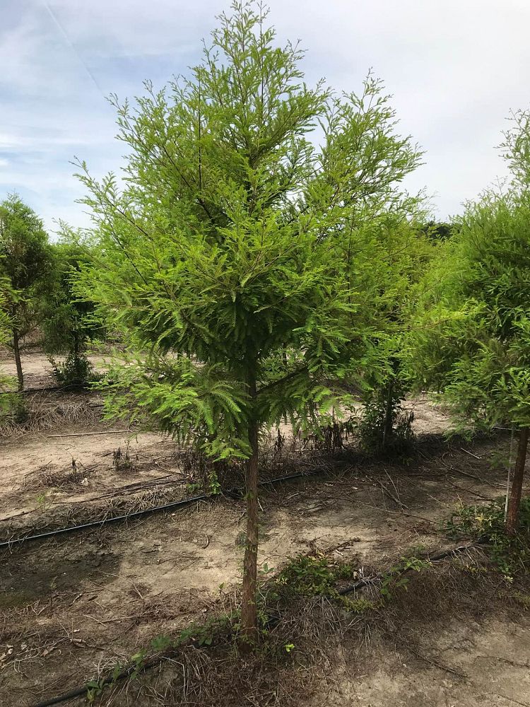 taxodium-distichum-bald-cypress