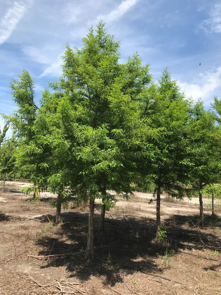 taxodium-distichum-bald-cypress