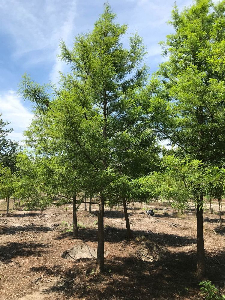 taxodium-distichum-bald-cypress