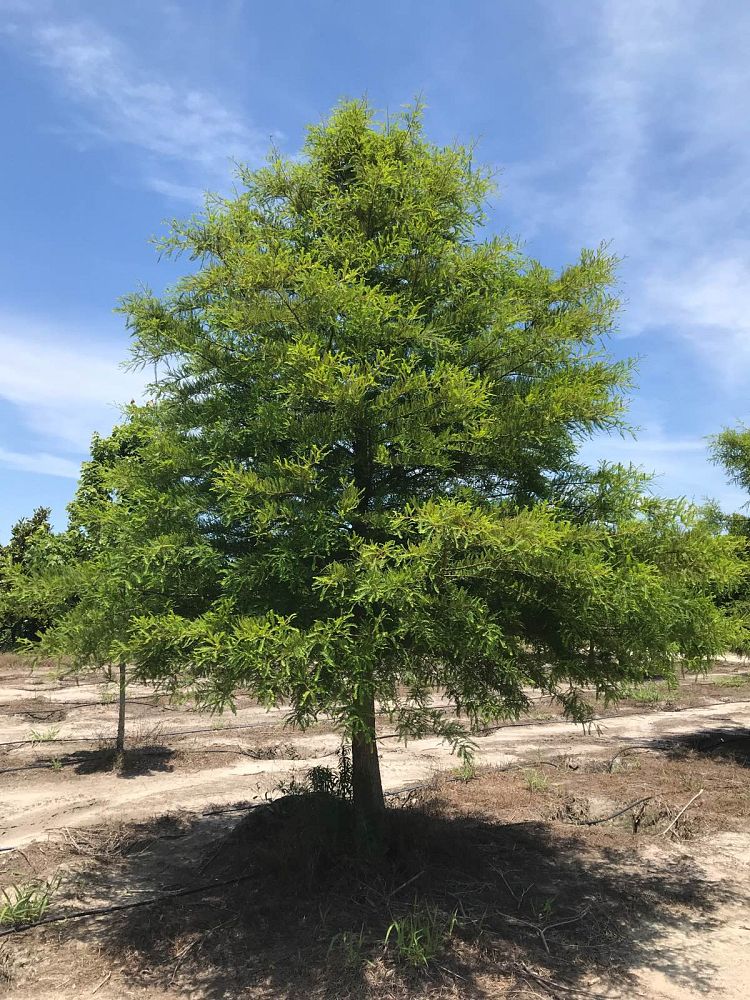 taxodium-distichum-bald-cypress