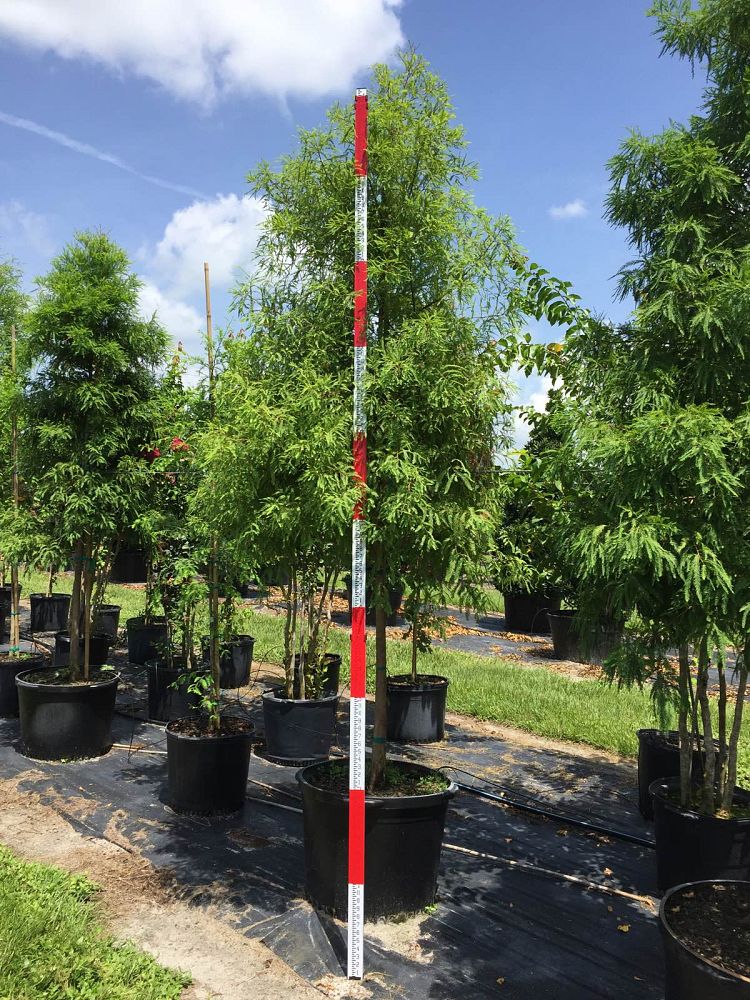 taxodium-distichum-bald-cypress