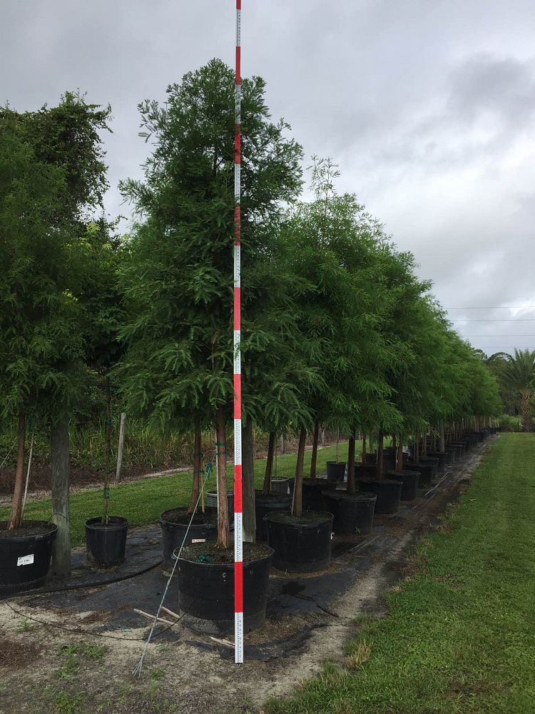 taxodium-distichum-bald-cypress
