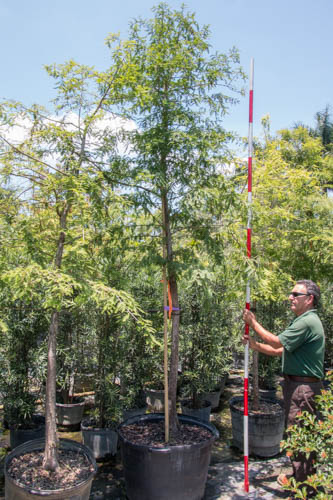 taxodium-distichum-bald-cypress