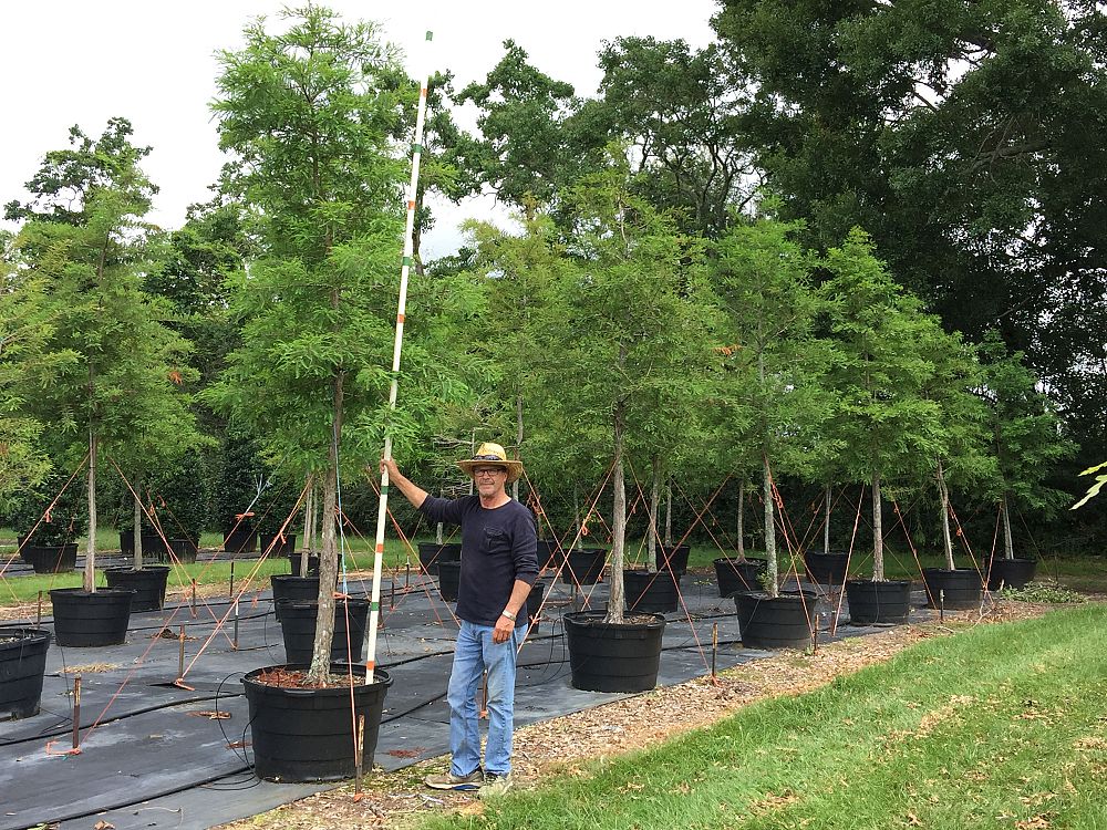 taxodium-distichum-bald-cypress