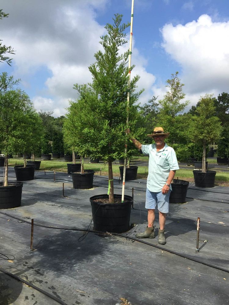 taxodium-distichum-bald-cypress