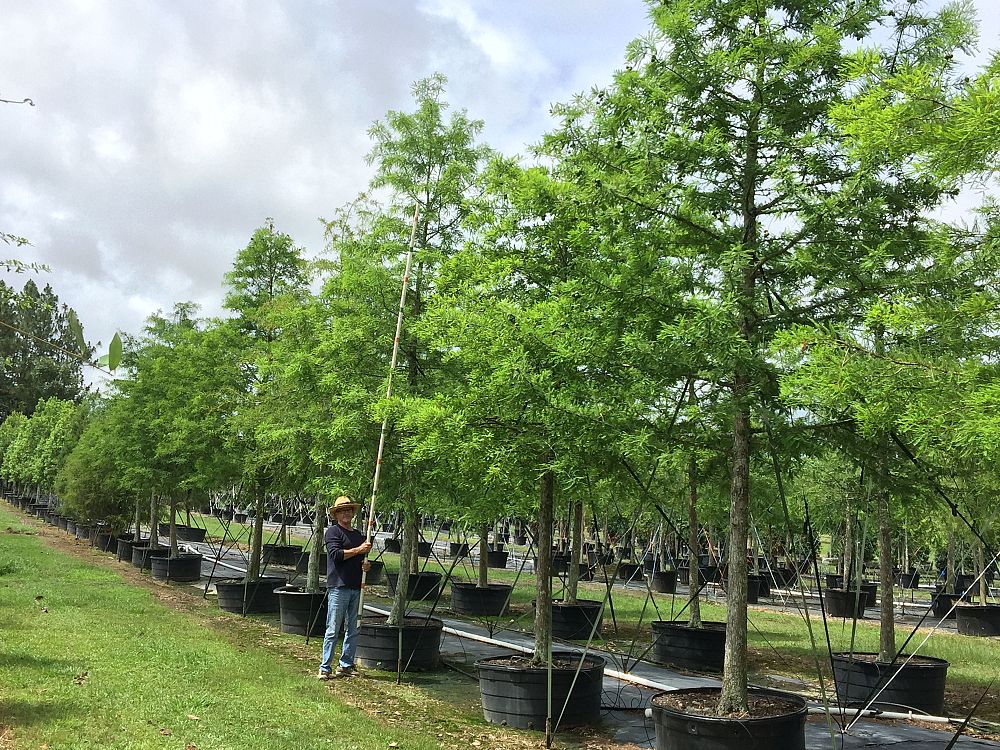 taxodium-distichum-bald-cypress