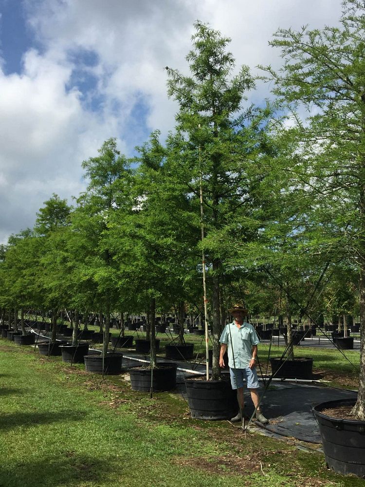 taxodium-distichum-bald-cypress